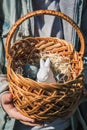 Children`s teenage hands hold a wicker brown hand-made basket with blue textured Easter eggs and a white plastic rabbit Royalty Free Stock Photo