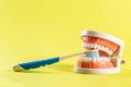 Children's toothbrush with soft bristles in the oral cavity of a dental jaw mockup on a yellow background. The