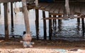 Children's toy in front of stilt house at Sea Gypsy Village Royalty Free Stock Photo