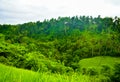 Green rain forest tropical jungle adventure in East Asia