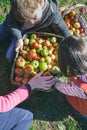 Children and senior woman putting apples inside of baskets Royalty Free Stock Photo