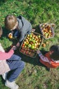 Children and senior woman putting apples inside of Royalty Free Stock Photo