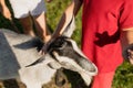 Children Stroked Goat In Village In Summer Close-Up