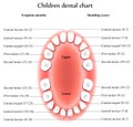 Children Teeth anatomy