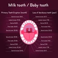 Children Teeth anatomy