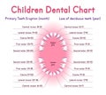 Children Teeth anatomy