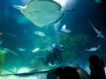 Toronto, Ontario, Canada - August 2 , 2023 : Children watching a diver feed stingrays during stingray show at Ripley aquarium in Royalty Free Stock Photo