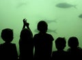 Children watch fish Royalty Free Stock Photo