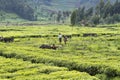 Children working at a tea plantation Royalty Free Stock Photo