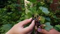 children& x27;s hands collect currant berries in summer Royalty Free Stock Photo