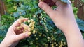 children& x27;s hands collect currant berries in summer Royalty Free Stock Photo