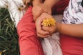 Children& x27;s hands hold a dandelion. Bright and beautiful dandelion close up.