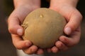 Children& x27;s hands hold a potato tuber ready for planting in the soil Royalty Free Stock Photo