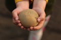 Children& x27;s hands hold a potato tuber ready for planting in the soil Royalty Free Stock Photo