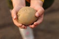 Children& x27;s hands hold a potato tuber ready for planting in the soil Royalty Free Stock Photo