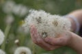 children& x27;s hands palms hold in their hands the blooming heads of white dandelion flowers on a blurry background of a