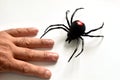 The black widow spider crawls towards the hand. Royalty Free Stock Photo