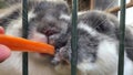 Childrens hand feeding rabbit with a carrot. Fat fluffy bunnys eating carrots