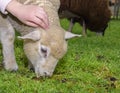 Childrens hand petting a lamb on a Sheep Farm