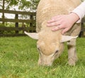 Childrens hand petting a lamb on a Sheep Farm