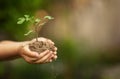 Childrens hands holding young tomato plant in soil against spring green blurred background. Mockup copy space.Concept of ecology, Royalty Free Stock Photo