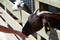 Childs hand feed goat