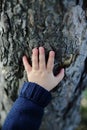 Childs hand on tree Royalty Free Stock Photo