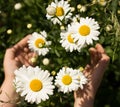 Childs hands gently reach for beautiful blooming daisies