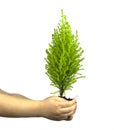 Childs Hands Holding Cypress Pine Tree Sapling