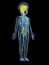 A childs nervous system