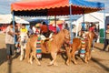 Childs riding ponys of a carousel