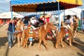 Childs riding ponys of a carousel