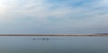 Childs and Seals in the bay of Somme Royalty Free Stock Photo