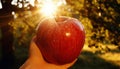 Childs sweet wonder delicate tiny fingers grasping a ripe, red apple from a vibrant apple tree