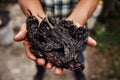 Chile ancho, mexican dried chili pepper, Assortment of chili peppers in farmer Hands in Mexico