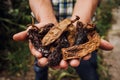 Chile Chipotle, mexican dried chili pepper, Assortment of chili peppers in farmer Hands in Mexico