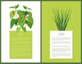 Chile and Chives Herbal Plants Vector Illustration