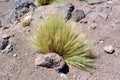 Chile. Desert plant - paja brava at summer day Royalty Free Stock Photo