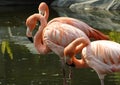 Chile flamingos