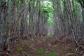 Chile Forest