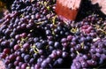 chile grape harvest in valley wine industry Royalty Free Stock Photo
