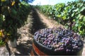 chile grape harvest in valley wine industry Royalty Free Stock Photo