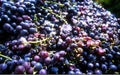 chile grape harvest in valley wine industry Royalty Free Stock Photo