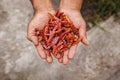 Chile Guajillo, mexican dried chili pepper, Assortment of chili peppers in farmer Hands in Mexico