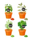 Chile and Sage Potted Plants Vector Illustration Royalty Free Stock Photo