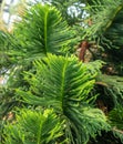 Chilean araucaria. Green branches of a coniferous tree