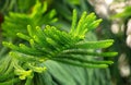 Chilean araucaria. Green branches of a coniferous tree