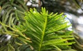 Chilean araucaria. Green branches of a coniferous tree