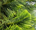 Chilean araucaria. Green branches of a coniferous tree