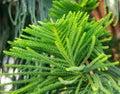 Chilean araucaria. Green branches of a coniferous tree